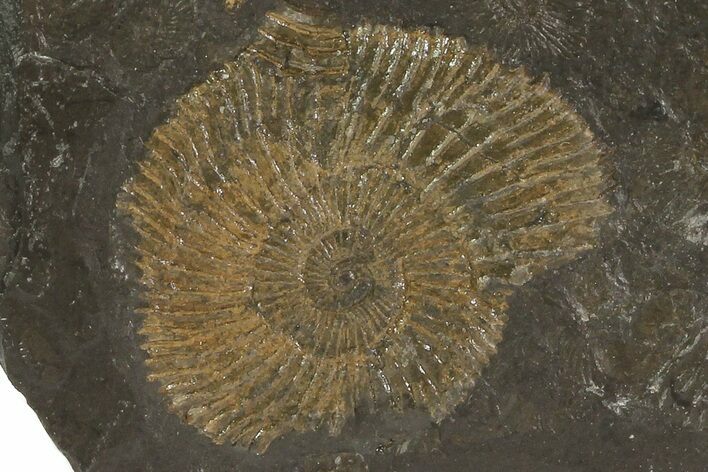 Dactylioceras Ammonite Plate - Posidonia Shale, Germany #79323